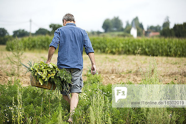 Landwirt hält Korb beim Spaziergang auf dem Bauernhof