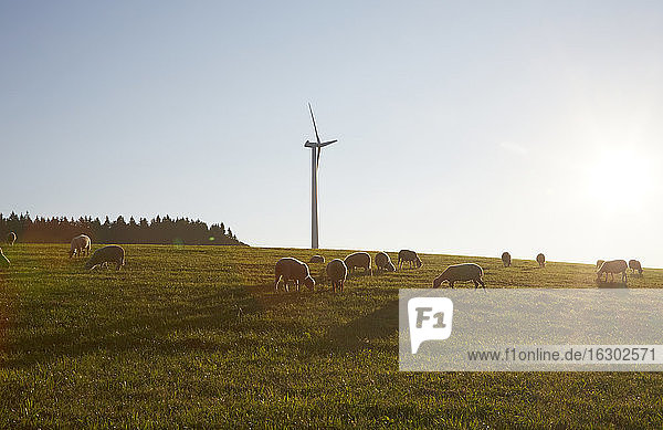 Eine Schafherde weidet vor einer Windkraftanlage