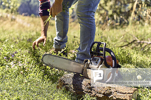 Lumberjack picking grass while standing by chainsaw in forest