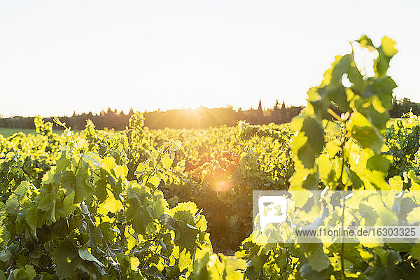 Sunset in vineyard  Provence  France