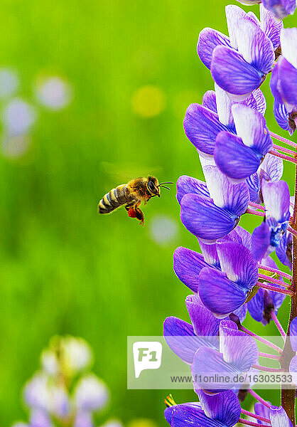Honigbiene fliegt zur blühenden Lupine