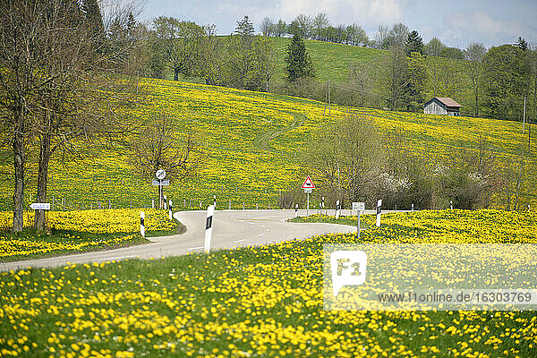 Deutschland  Bayern  Ostallgäu  Seeg  Blick auf leere Straße zwischen blühenden Wiesen