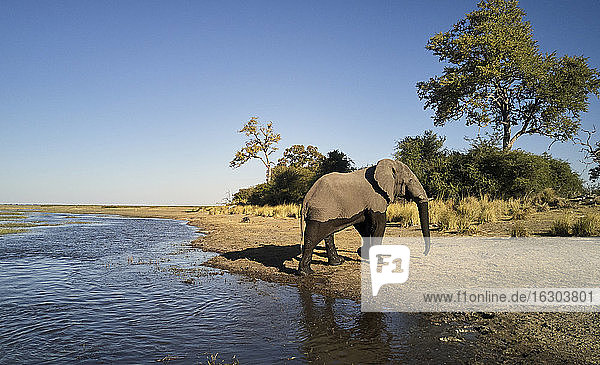 Elefant auf dem Weg aus dem Fluss im Caprivi-Streifen  Namibia