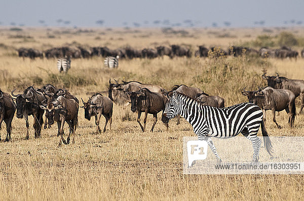 Afrika  Kenia  Maasai Mara National Reserve  Burchell's Zebra  Flachlandzebra  Equus quagga  vor einer Herde von Streifengnus  Connochaetes taurinus