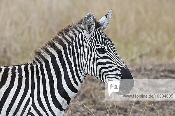 Afrika  Kenia  Maasai Mara Nationalreservat  Steppenzebra (Equus quagga)  Porträt