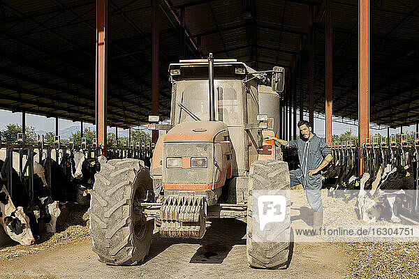 Landwirt steht bei Traktor in Kühe Rinder