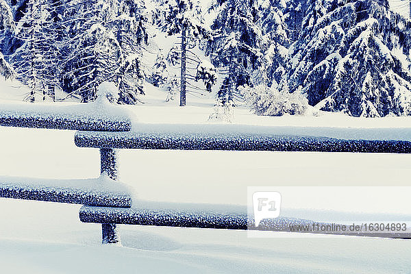 Germany  Lower Saxony  winter landscape in Harz