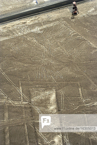Peru  Ica  Nasca-Linien  Blick auf den Baum  Luftaufnahme
