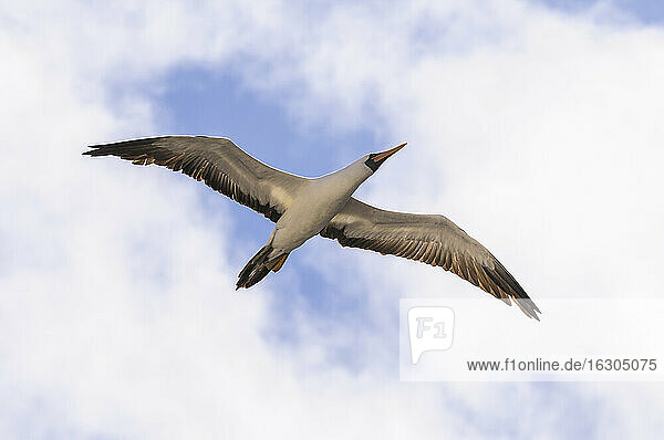 Ecuador  Galapagos  Genovesa  Fliegender Nazca-Tölpel  Sula granti