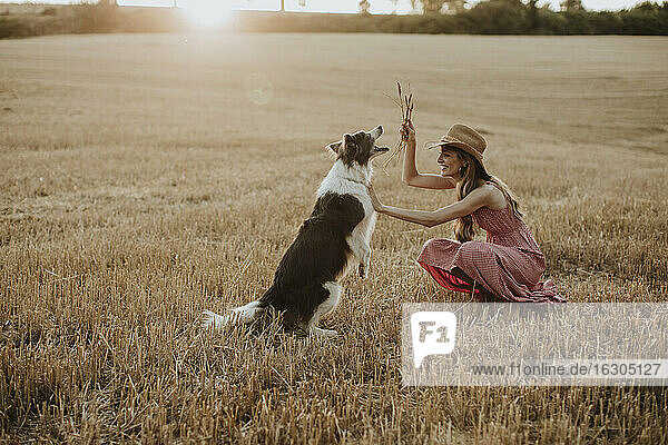 Frau spielt mit Collie-Hund in Weizenfeld bei Sonnenuntergang