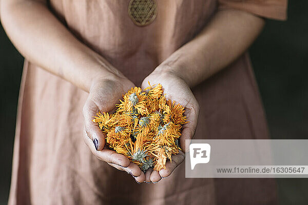 Mittelteil einer Frau  die frische orangefarbene Blumen in den Händen hält