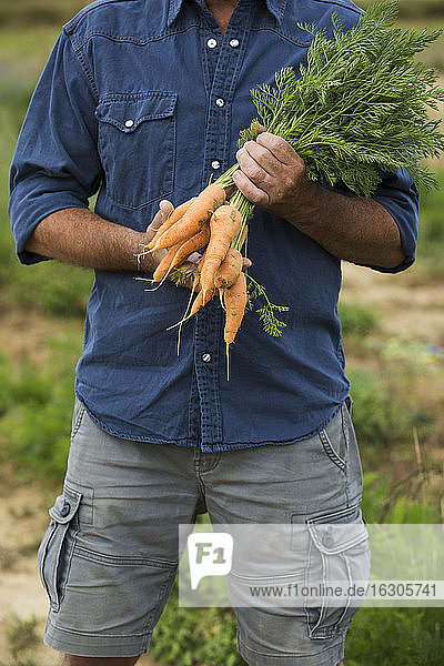 Älterer Mann hält ein Bündel Karotten in der Hand  während er auf einem Bauernhof steht