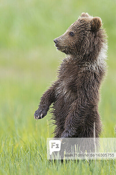 USA  Alaska  Lake Clark National Park and Preserve  Braunbärenjunges (Ursus arctos) auf einer Wiese stehend