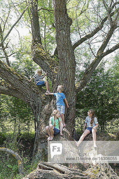 Deutschland  Bayern  vier Kinder sitzen auf einem Baum