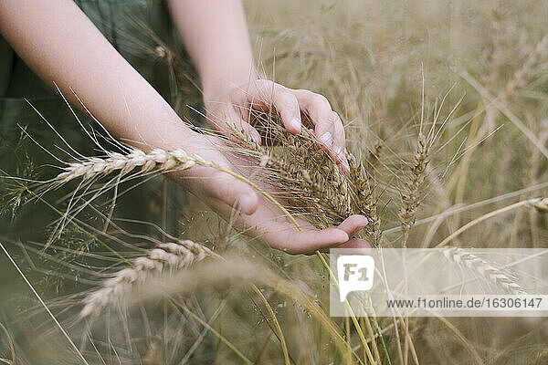 Hände des Mädchens berühren Weizenähren