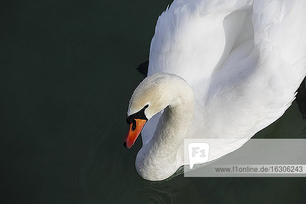 Germany  Bodensee  swan