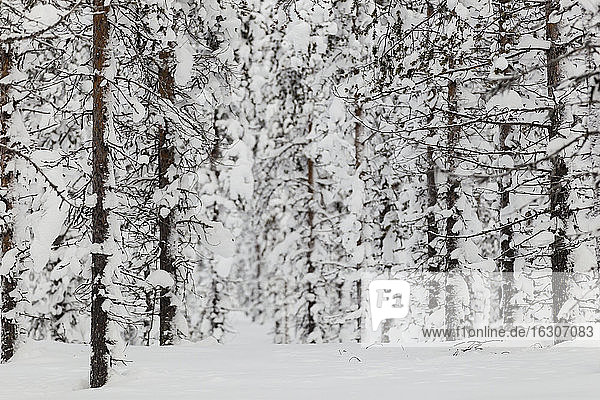 Skandinavien  Finnland  Kittilaentie  Wald  Schneebedeckte Bäume im Winter