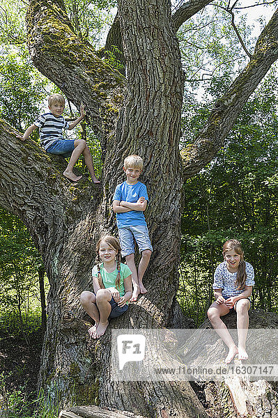 Deutschland  Bayern  vier Kinder sitzen auf einem Baum im Stadtwald