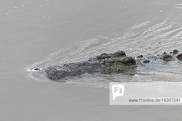 Afrika  Kenia  Maasai Mara National Reserve  Nilkrokodil oder Gewöhnliches Krokodil (Crocodylus niloticus) im Mara Fluss
