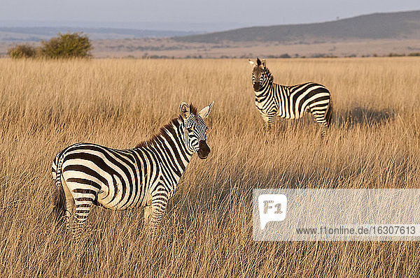 Kenia  Zebras im Maasai Mara Nationalreservat