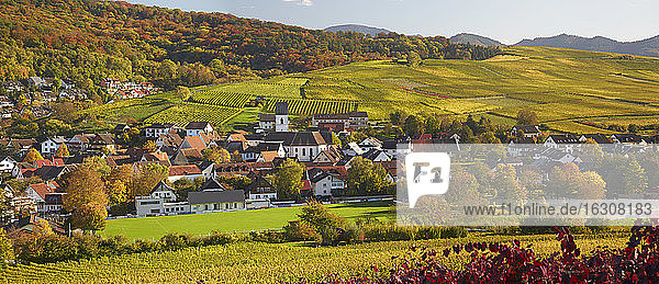 Deutschland  Baden-Württemberg  Weinberge bei Pfaffenweiler im Markgraflerland