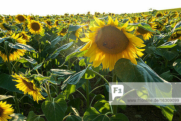 Sonnenblumen auf einem Feld an einem sonnigen Tag  Franken  Deutschland