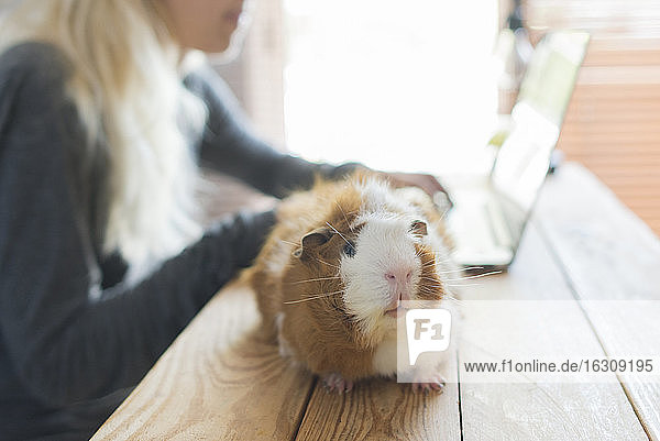 Close-up of guinea pig on table against woman using laptop at home