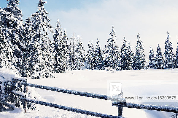 Germany  Lower Saxony  winter landscape in Harz