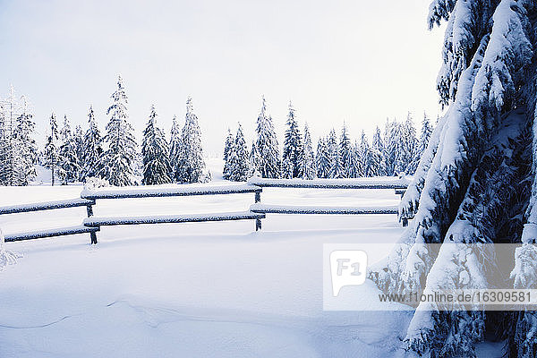 Germany  Lower Saxony  winter landscape in Harz