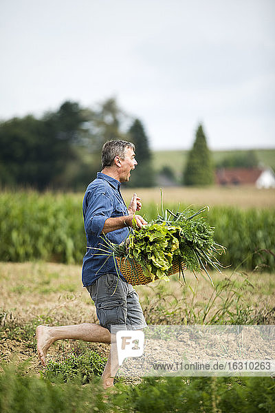Fröhlicher Mann  der auf einem Bauernhof läuft und einen Gemüsekorb hält