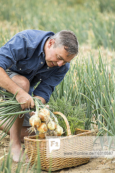 Bauer sammelt Zwiebeln in einem Korb  während er auf dem Hof sitzt