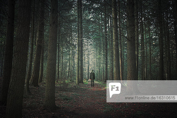 Person  die im dunklen Wald spazieren geht  Entfremdung