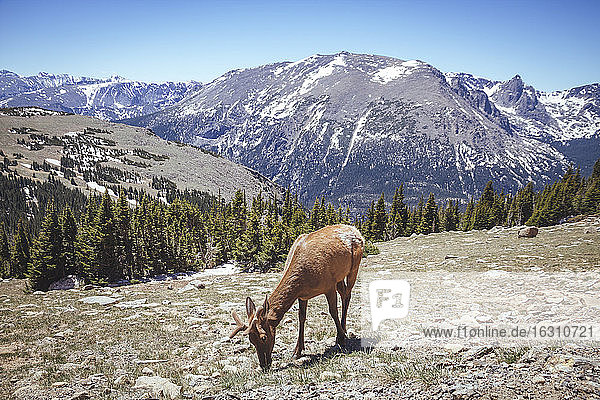 USA  Colorada  Elch im Rocky Mountain National Park