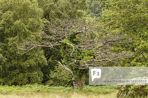 Irland  Baum im Killarney-Nationalpark