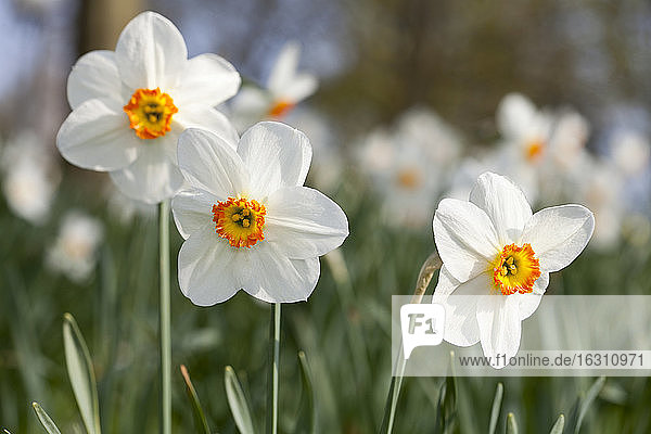 Weiße Narzissen (Narcissus)