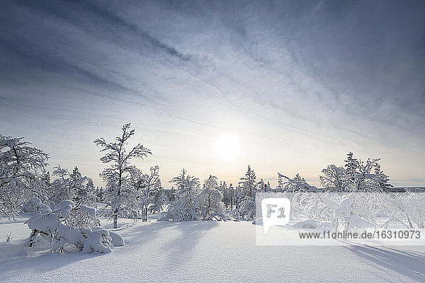 Finnland  bei Saariselka  Schneebedeckte Bäume