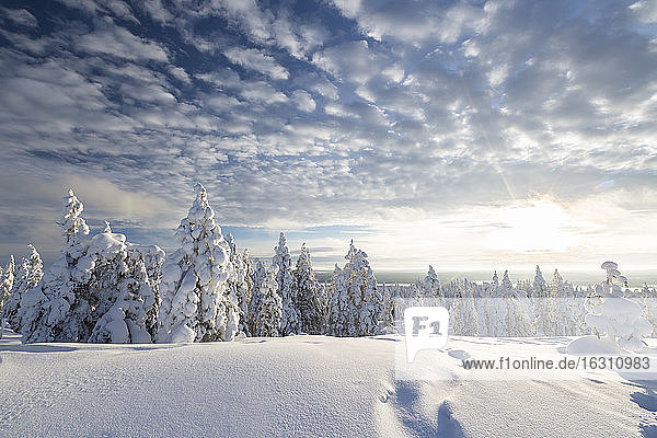 Skandinavien  Finnland  Rovaniemi  Bäume im Winter  Fußspuren  Gegen die Sonne