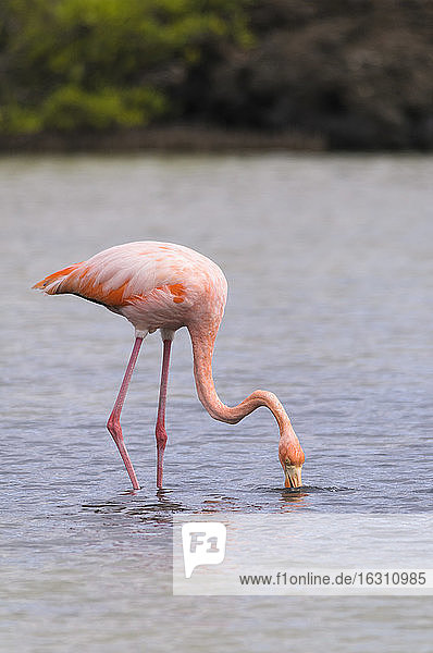Ozeanien  Galapagos-Inseln  Santa Cruz  Amerikanischer Flamingo  Phoenicopterus ruber  auf Nahrungssuche