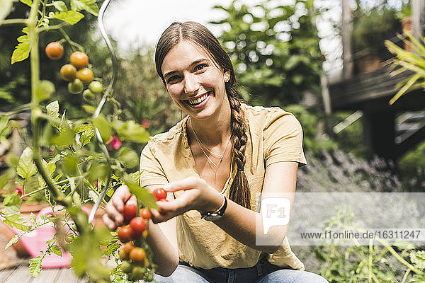 Glückliche junge Frau pflückt Kirschtomaten von der Pflanze im Gemüsegarten