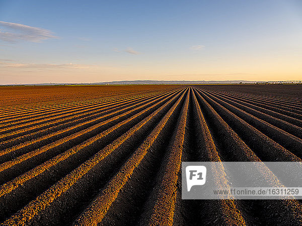 Ploughed field at sunset