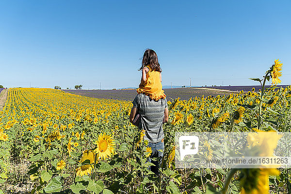 Vater trägt Tochter auf den Schultern in einem Sonnenblumenfeld gegen den klaren Himmel
