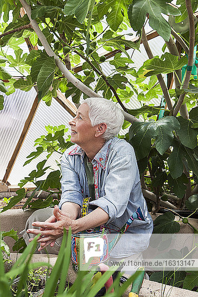 Smiling senior woman gardening in a geodesic dome  climate controlled glass house