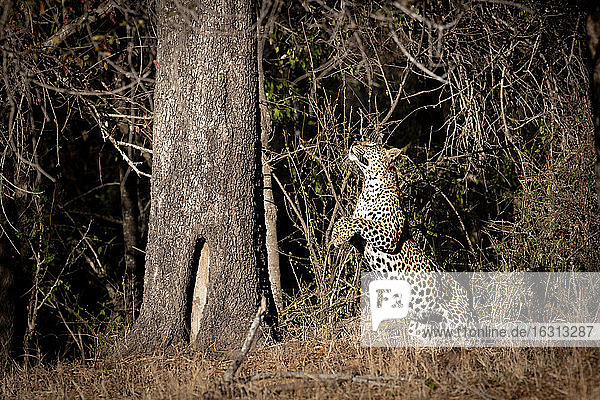 Ein Leopard  Panthera pardus  springt auf einen Baumstamm zu  Vorderbeine erhoben  nach oben schauend
