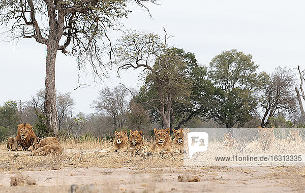 Ein Löwenrudel  Panthera leo  liegt zusammen auf kurzem Gras  direkter Blick