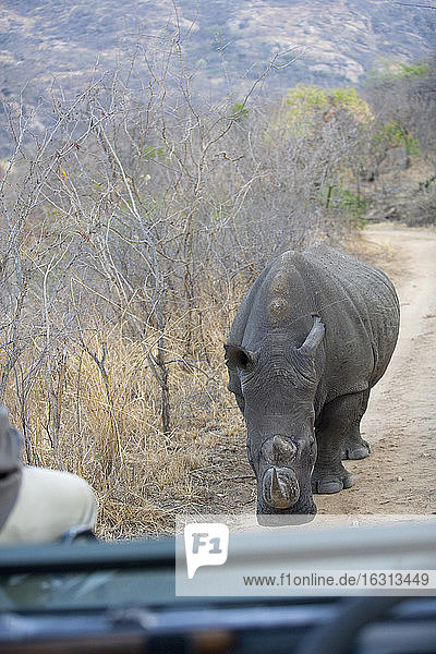 Nashorn gegen Safari-Fahrzeug  Südliches Afrika.