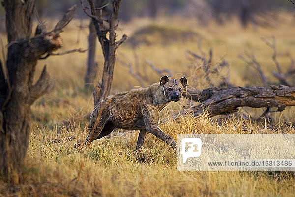 Hyäne  die durch Gras im Moremi-Reservat läuft  Botswana  Afrika