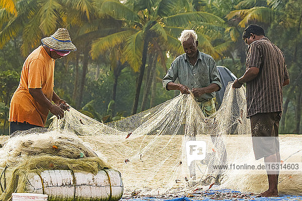 Fischer sammeln kleine Fänge aus Kiemennetzen am beliebten Marari-Strand  Mararikulam  Alappuzha (Alleppey)  Kerala  Indien  Asien