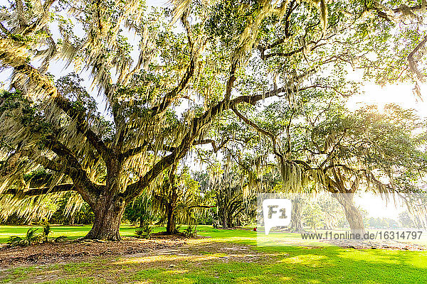 Der Baum des Lebens in Audubon Park  New Orleans  Louisiana  Vereinigte Staaten von Amerika  Nordamerika
