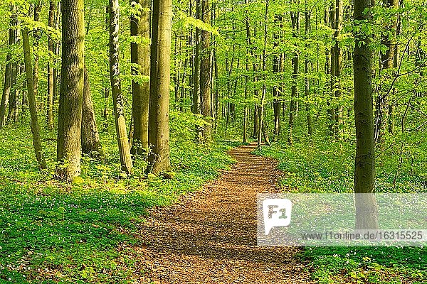 Wanderweg windet sich durch naturnahen Buchenwald im Frühling,  frisches grünes Laub,  Buschwindröschen blühen,  UNESCO-Weltnaturerbe,  Nationalpark Hainich,  Thüringen,  Deutschland,  Europa