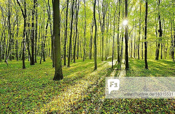 Lockerer Laubmischwald am Morgen  Sonne strahlt durchs Laub  bei Freyburg  Burgenlandkreis  Sachsen-Anhalt  Deutschland  Europa